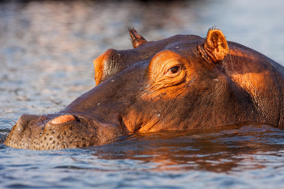 Top 10 gevaarlijkste dieren